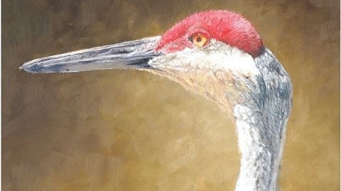 Tyson Evans Sandhill Crane