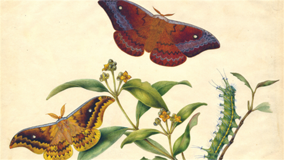 Painting of Butterflys