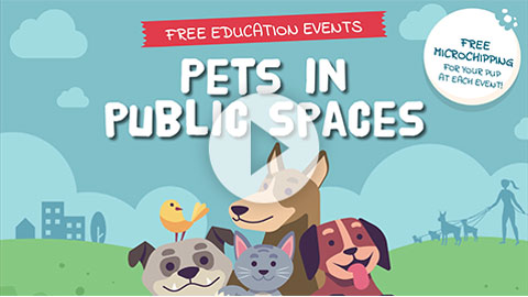 Pets in Public Places video