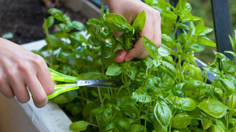 Person picking herbs with scissors