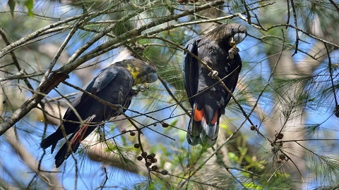 Glossy black cockatoo