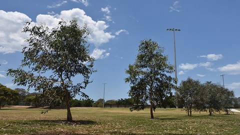 Mt Beerwah Mallee