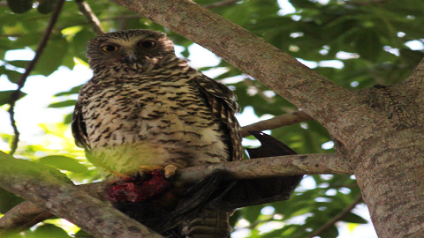 Powerful Owl