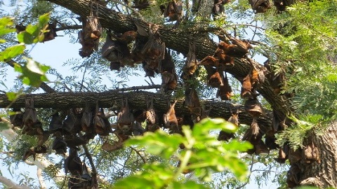 Red Flying Fox