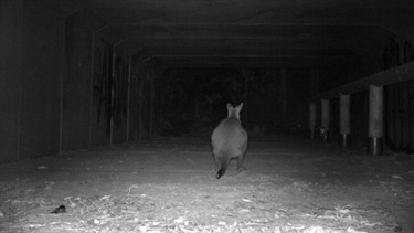 Wildlife underpass installed at Kremzow Rd, Warner. This underpass has been observed being used by wallabies, as well as koalas, goannas and brush turkeys