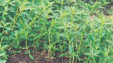 Alligator weed (Alternanthera philoxeroides)