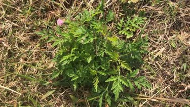 Annual ragweed (Ambrosia artemisiifolia)