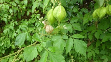 Balloon vine (Cardiospermum grandiflorum)