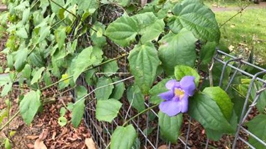 Blue Thunbergia (Thunbergia grandiflora (syn. Thinbergia laurifolia))