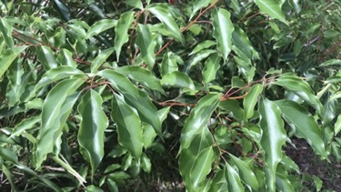 Camphor laurel (Cinnamomum camphora)