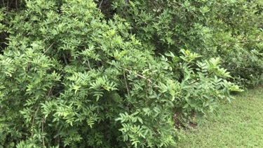 Broadleaved pepper tree (Schinus terebinthifolius)