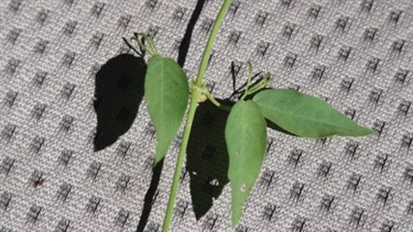 Cat's claw creeper (Macfadyena unguis-cati (L.) A.H.Gentry)