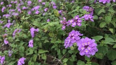 Creeping lantana (Lantana montevidensis)