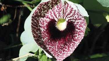 Dutchman's pipe (Aristolochia ssp.)