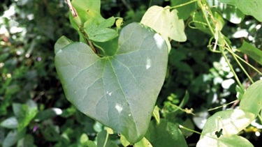 Dutchman's pipe (Aristolochia ssp.)