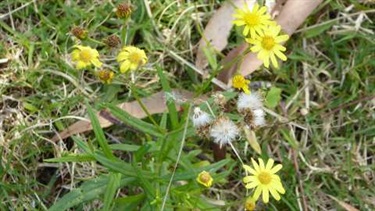 Fireweed (Senecio madagascariensis)