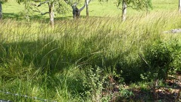 Giant Parramatta grass (Sporobolus fertilis)