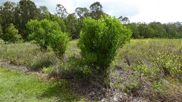 Groundsel bush (Baccharis halimifolia)