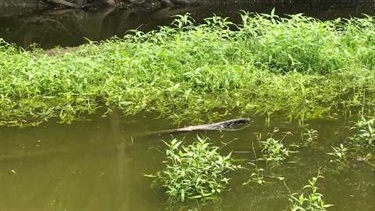 Hygrophila (Hygrophila costata)