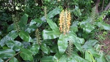 Kahili ginger (Hedychium gardnerianum)