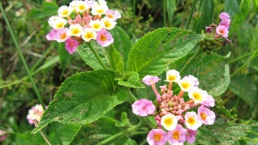 Lantana (Lantana camara)