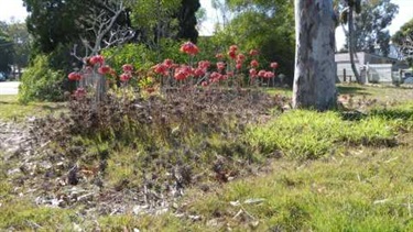 Mother-of-millions (Bryophyllum delagoense (syn. B. tubiflorum and Kalanchoe delagoensis), B. x houghtonii (syn. B. daigremontianum x B. delagoense, K. x houghtonii))