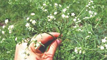 Parthenium weed (Parthenium hysterophorus)