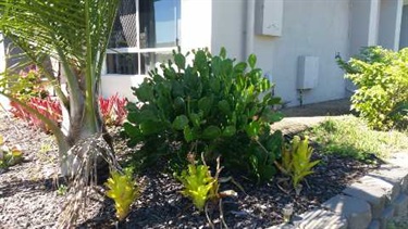 Prickly pear (Opuntia spp. other than O. ficus-indica)