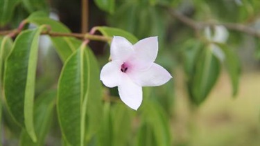 Rubber vine (Cryptostegia grandiflora)