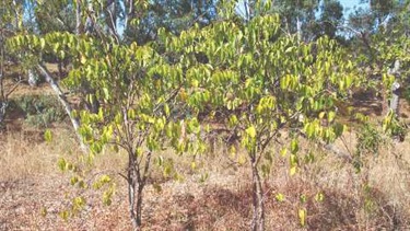 Rubber vine (Cryptostegia grandiflora)