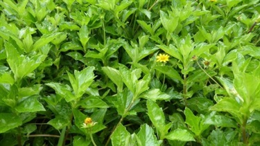 Singapore daisy (Sphagneticola trilobata)