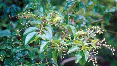 Chinese privet (Ligustrum sinense)