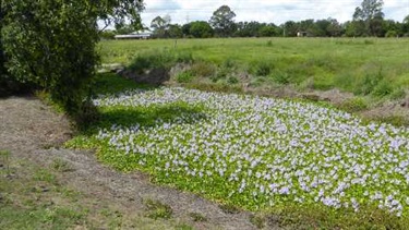 Water hyacinth (Eichhornia crassipes)