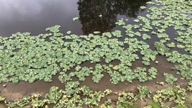 Water lettuce (Pistia stratiotes)