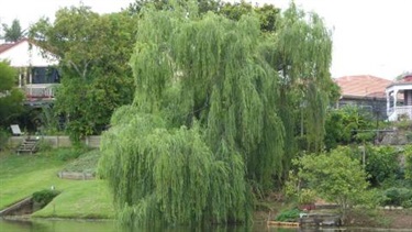 Willow (Salix spp.)