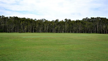 Cricket pitch