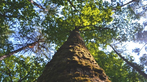 tree growing into the sky