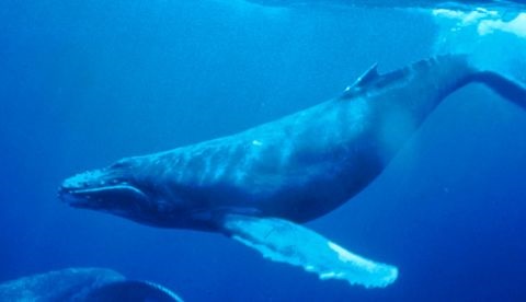 Humpback Whale underwater
