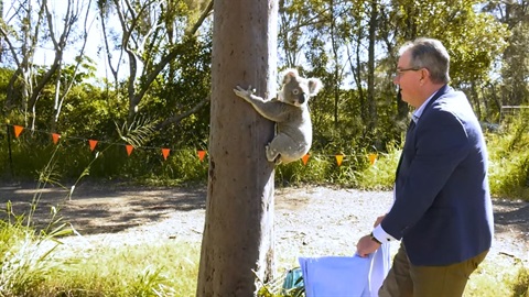 Mayor Flannery with Koala.jpg