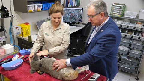 Mayor With Koala in Hospital.jpg