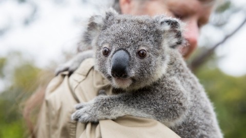 Koala