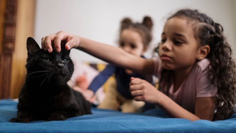 Black cat being patted by child