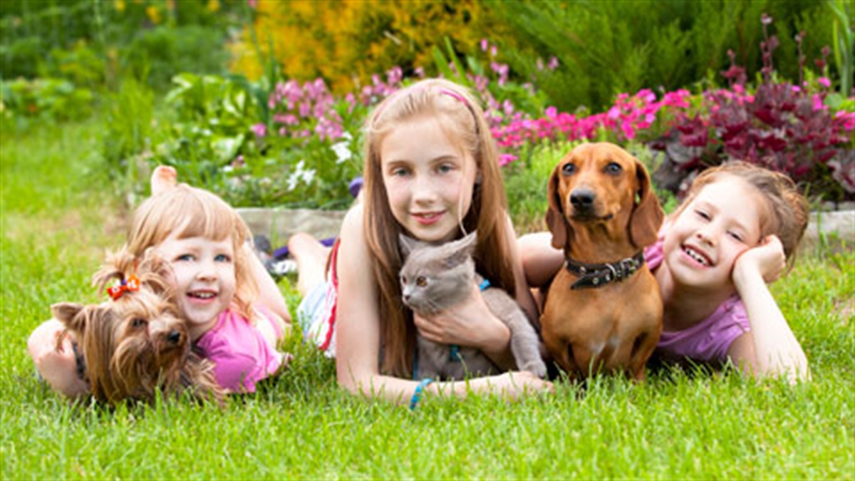 Cat and dog registration City of Moreton Bay