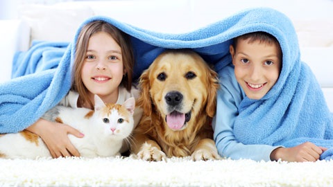 Family under blue blanket with dog and cat