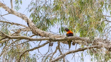 Wildlife at Toorbul Caravan Park 