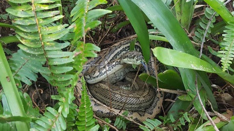 Snakes - City of Moreton Bay