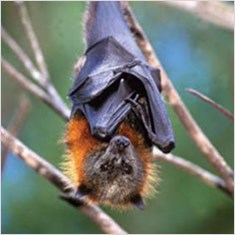 Grey headed flying fox