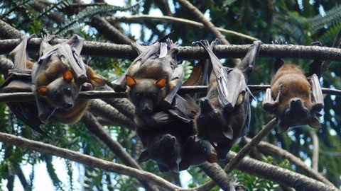 Little-red-flying-foxes-at-Redcliffe-Botanic-Gardens.jpg