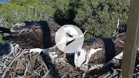 osprey in new nest