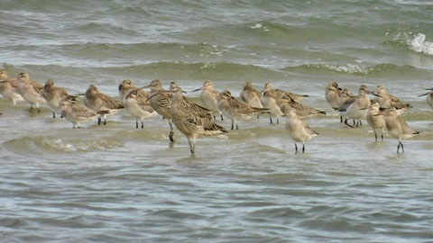 Shorebirds.jpg